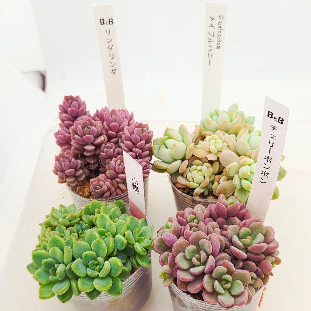 同梱M様チェリーボンボン❣️リンダリンダ❣️小蝶❣️メイプル❣️メルカリ便込