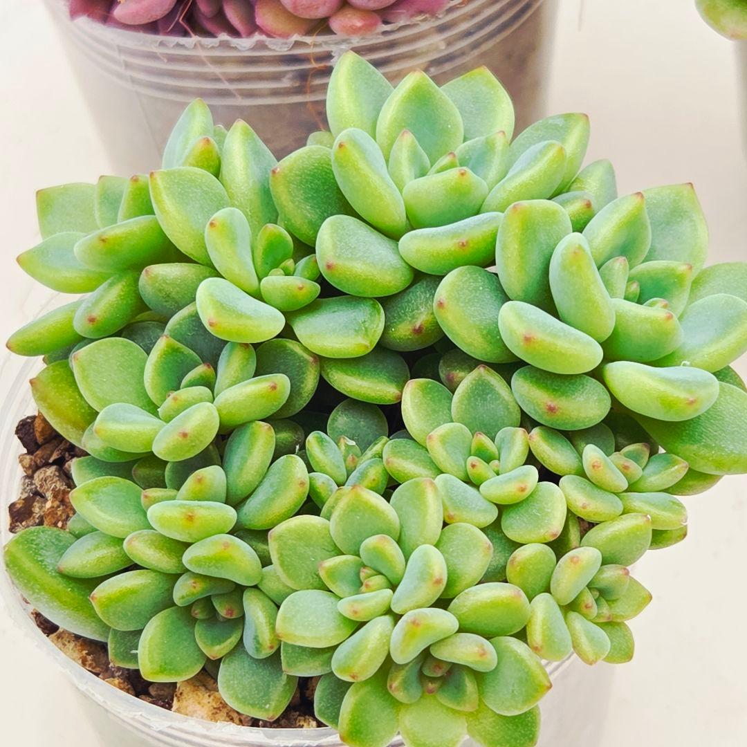 同梱M様チェリーボンボン❣️リンダリンダ❣️小蝶❣️メイプル❣️メルカリ便込