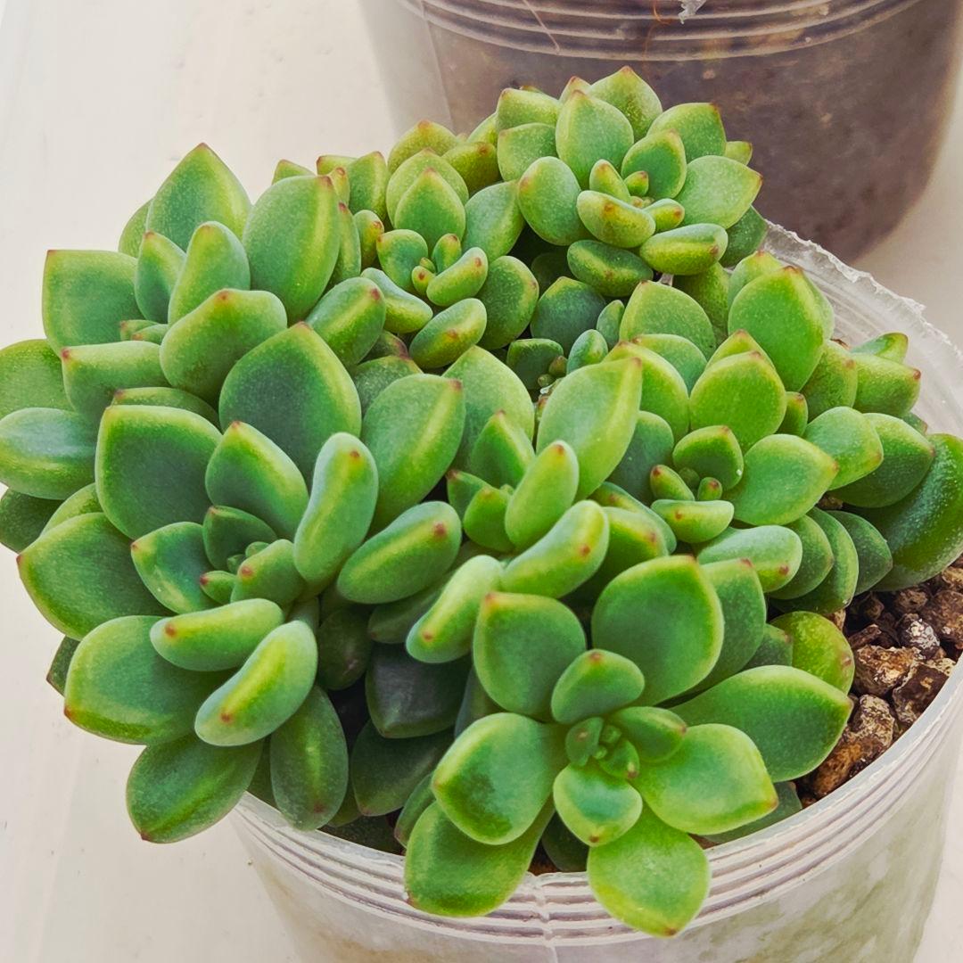 同梱M様チェリーボンボン❣️リンダリンダ❣️小蝶❣️メイプル❣️メルカリ便込