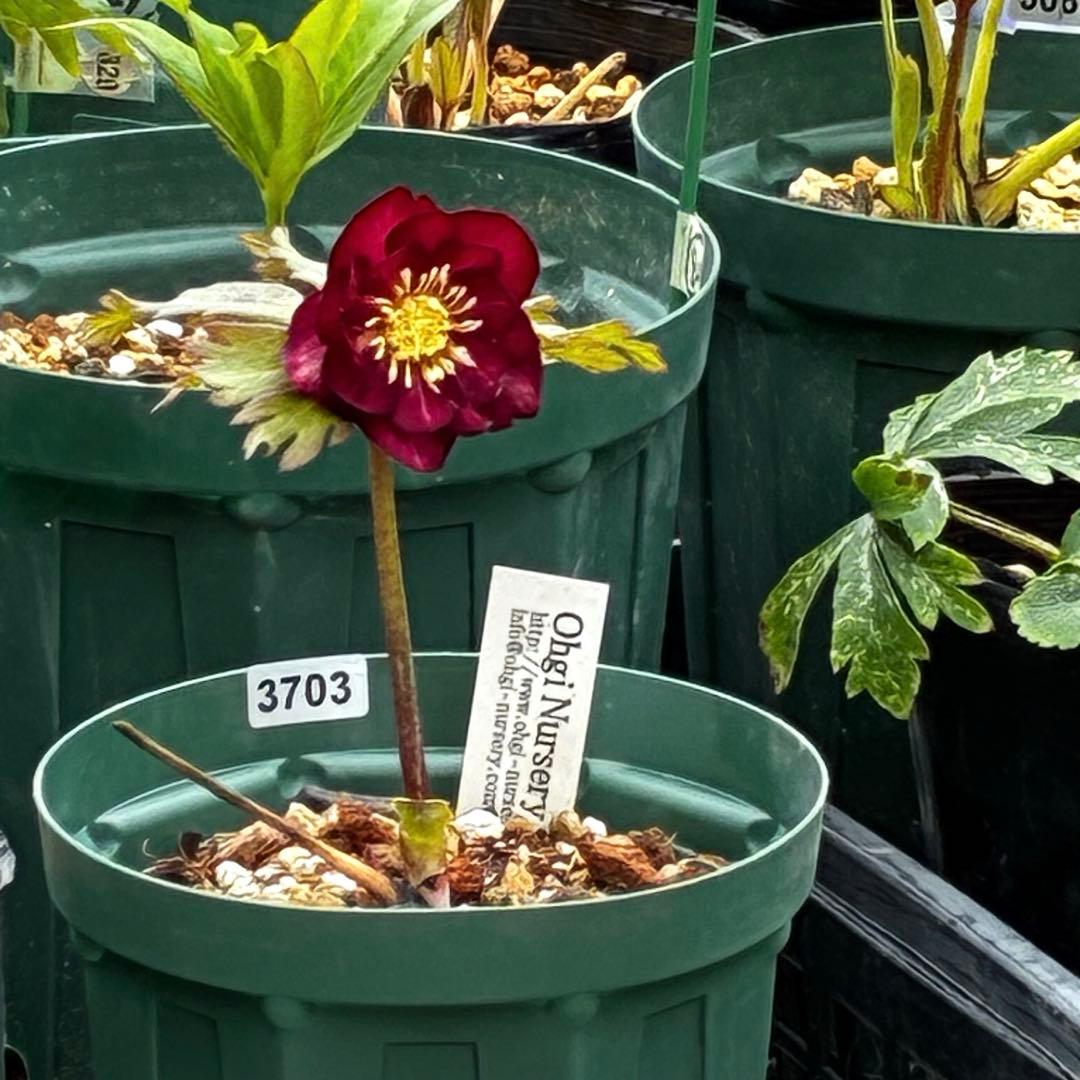 3703☘️タグ付き☘️超極上☘️⭐️ミスティーク⭐️大木ナーセリー⭐️