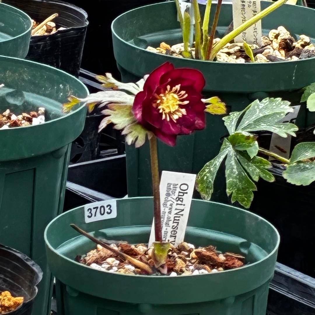 3703☘️タグ付き☘️超極上☘️⭐️ミスティーク⭐️大木ナーセリー⭐️