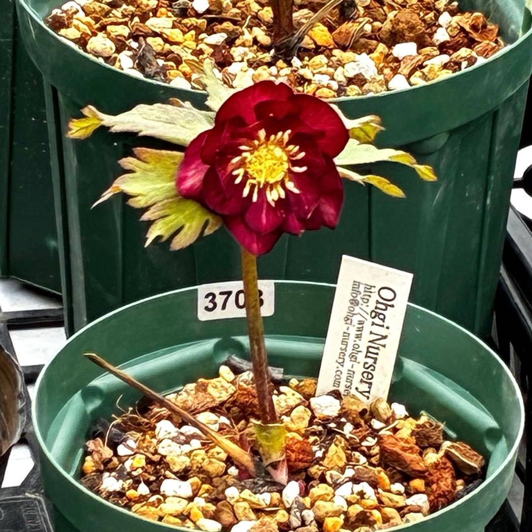 3703☘️タグ付き☘️超極上☘️⭐️ミスティーク⭐️大木ナーセリー⭐️