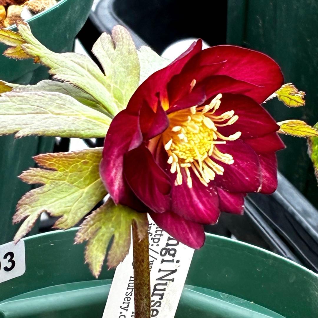 3703☘️タグ付き☘️超極上☘️⭐️ミスティーク⭐️大木ナーセリー⭐️