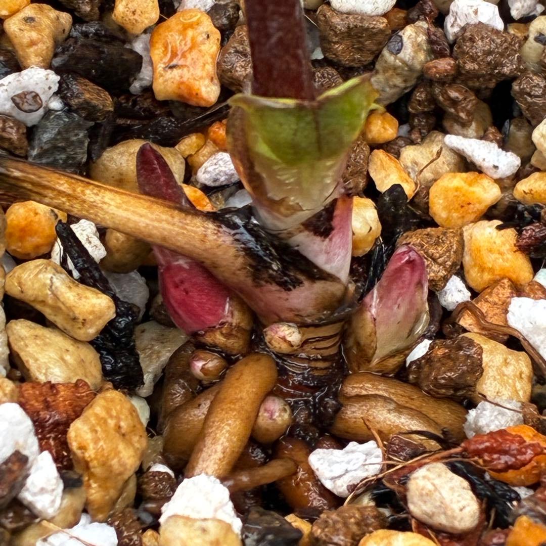 3703☘️タグ付き☘️超極上☘️⭐️ミスティーク⭐️大木ナーセリー⭐️