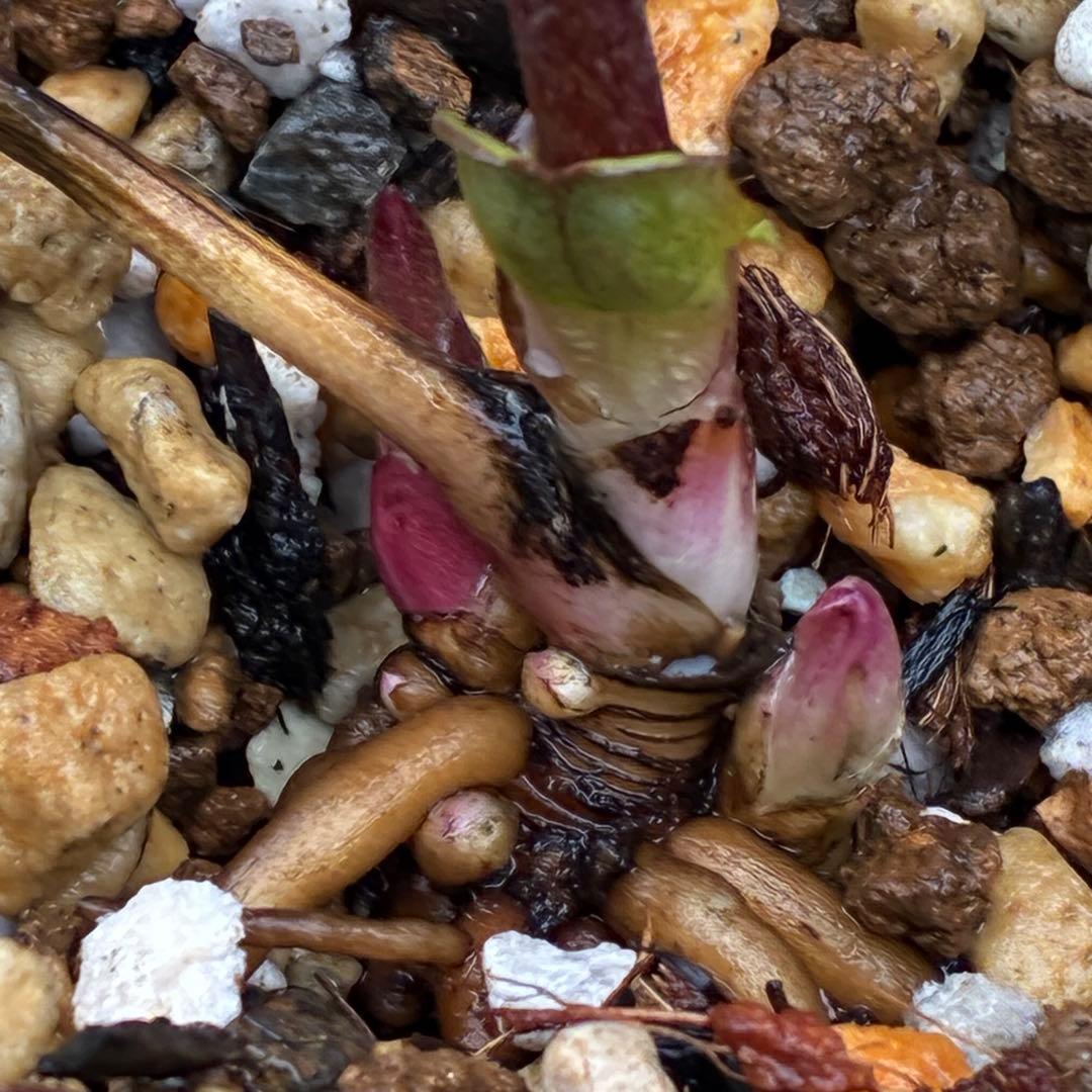 3703☘️タグ付き☘️超極上☘️⭐️ミスティーク⭐️大木ナーセリー⭐️