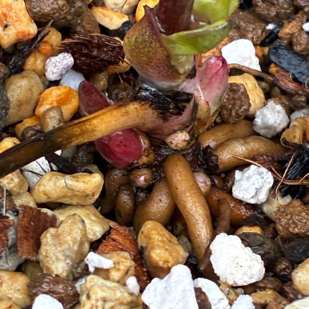 3703☘️タグ付き☘️超極上☘️⭐️ミスティーク⭐️大木ナーセリー⭐️