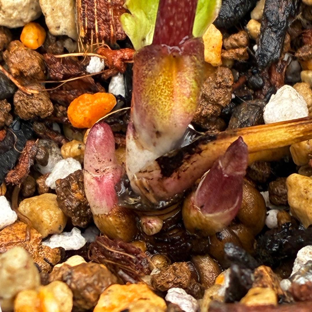 3703☘️タグ付き☘️超極上☘️⭐️ミスティーク⭐️大木ナーセリー⭐️