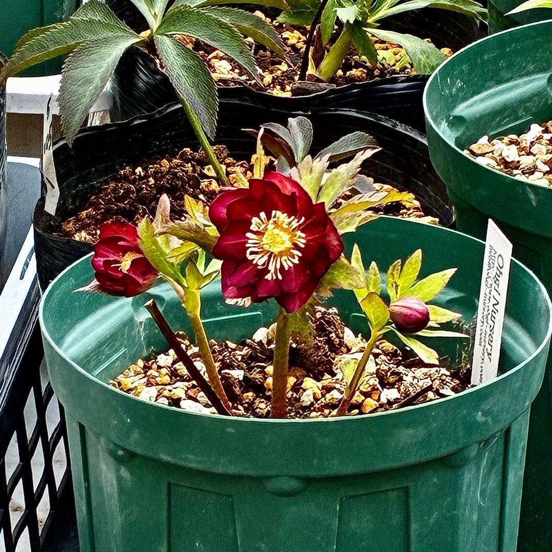 3703☘️タグ付き☘️超極上☘️⭐️ミスティーク⭐️大木ナーセリー⭐️