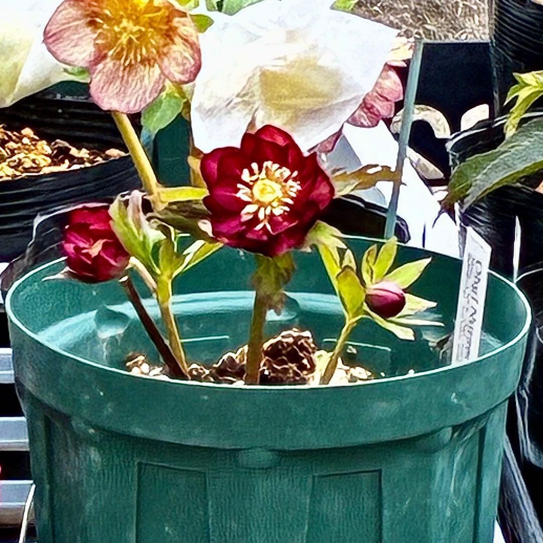 3703☘️タグ付き☘️超極上☘️⭐️ミスティーク⭐️大木ナーセリー⭐️