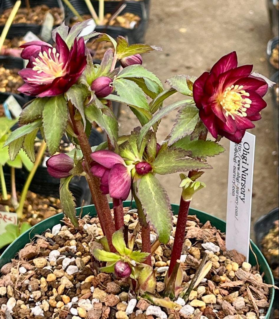 3703☘️タグ付き☘️超極上☘️⭐️ミスティーク⭐️大木ナーセリー⭐️