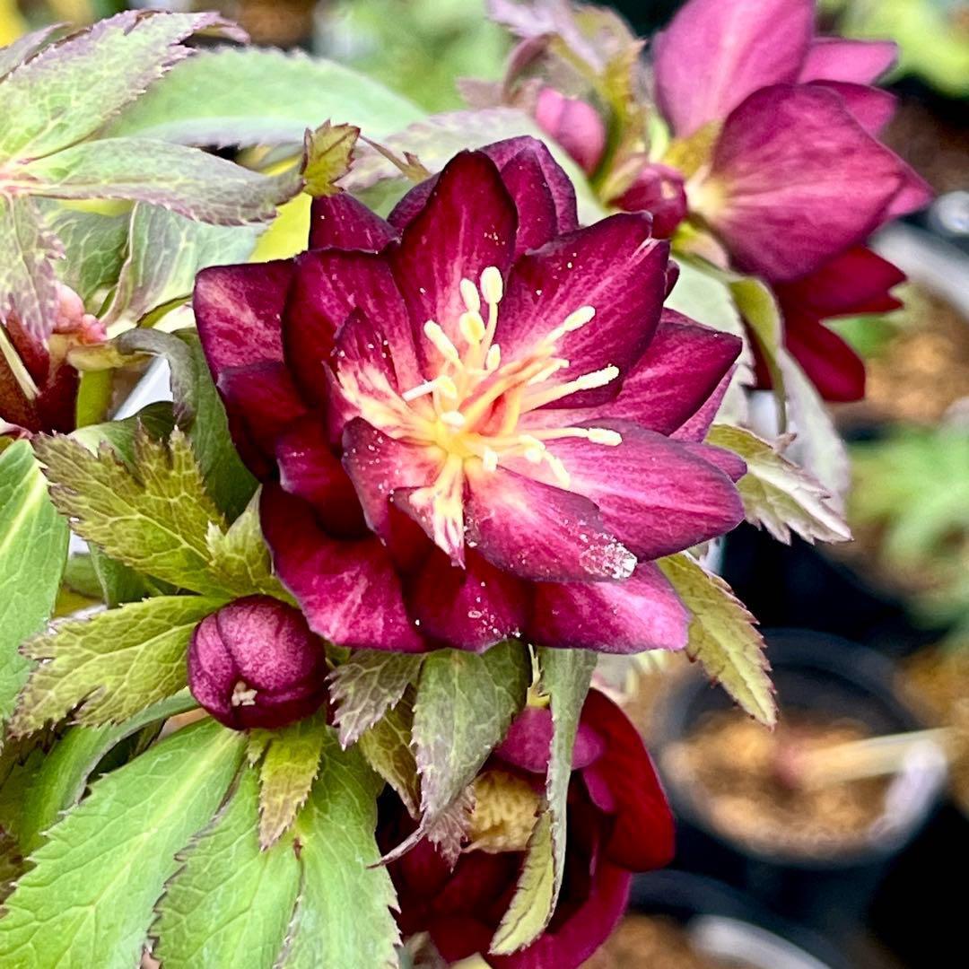 3703☘️タグ付き☘️超極上☘️⭐️ミスティーク⭐️大木ナーセリー⭐️