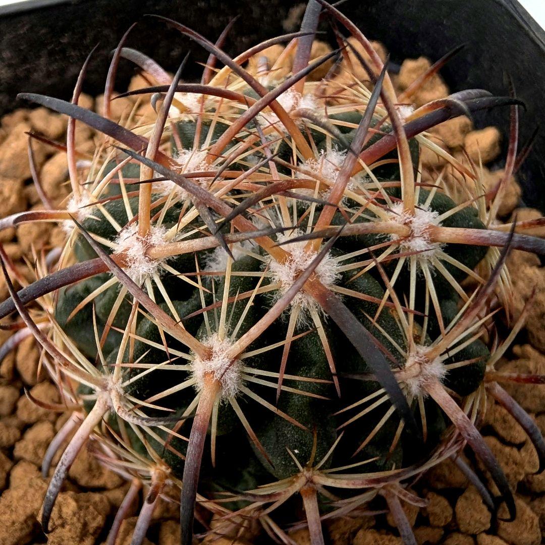 サボテン エキノマスタス属 虎爪玉(実生苗です)