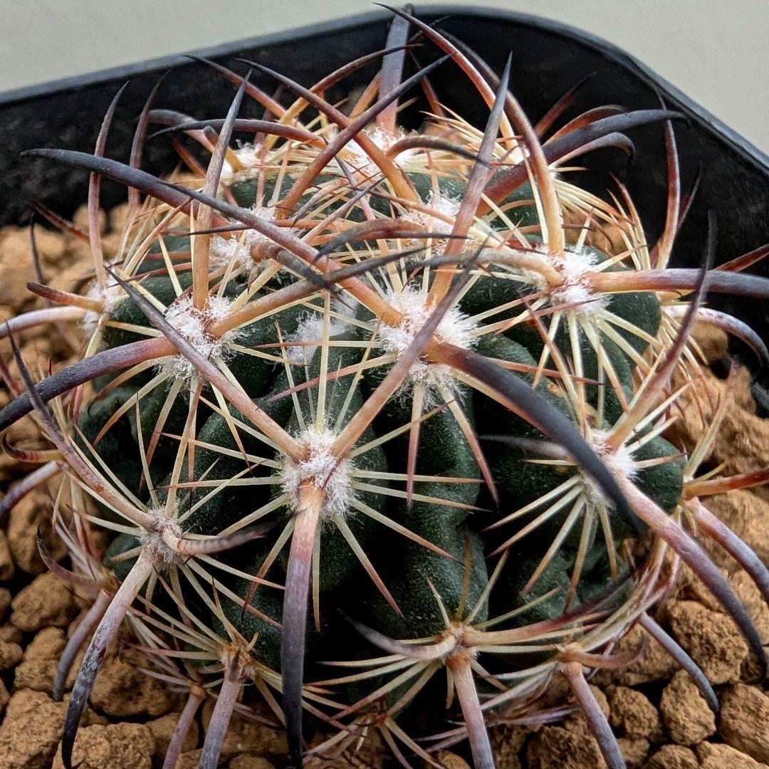 サボテン エキノマスタス属 虎爪玉(実生苗です)