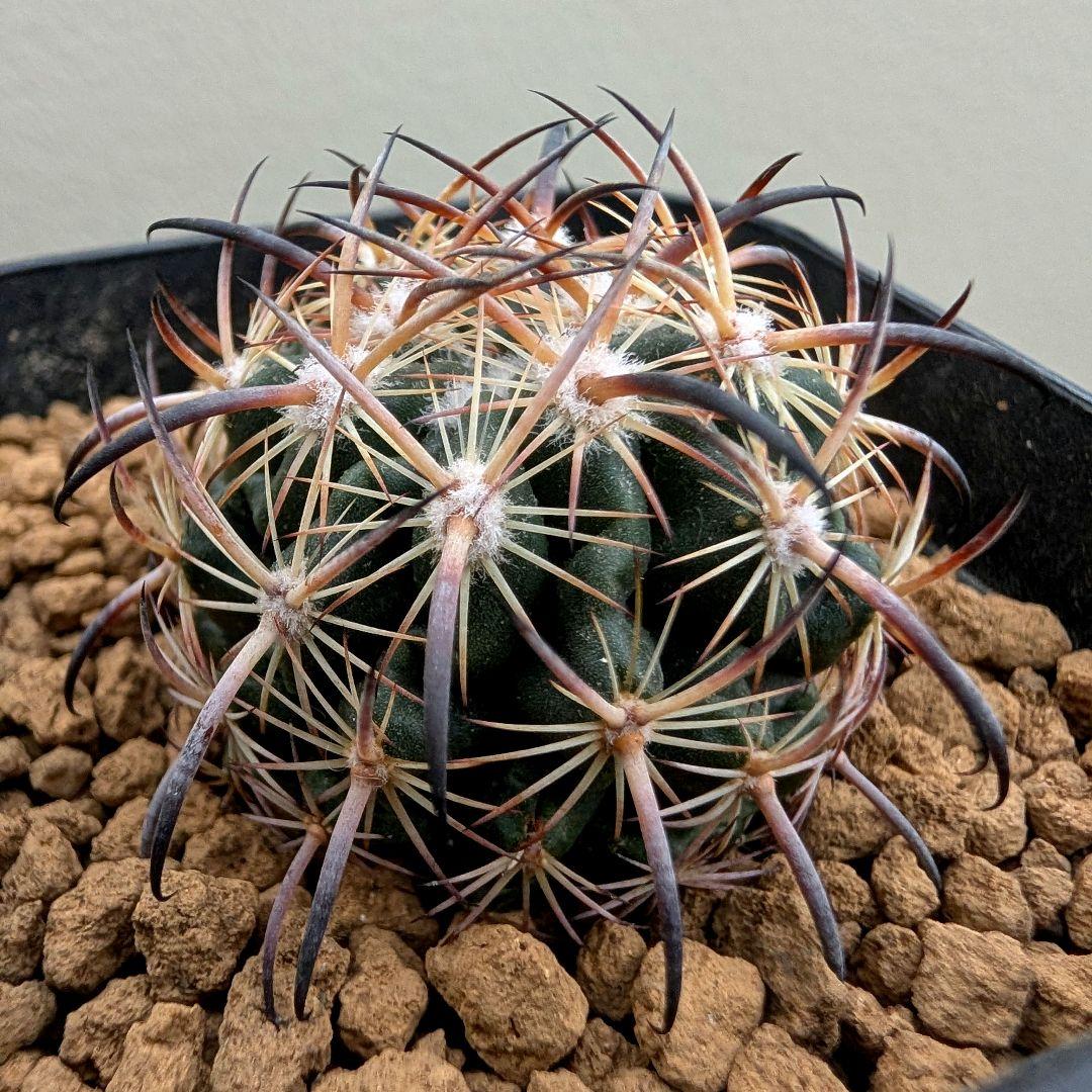 サボテン エキノマスタス属 虎爪玉(実生苗です)