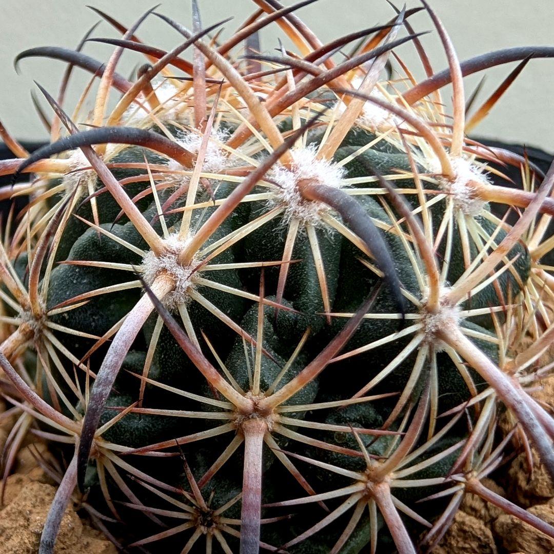 サボテン エキノマスタス属 虎爪玉(実生苗です)