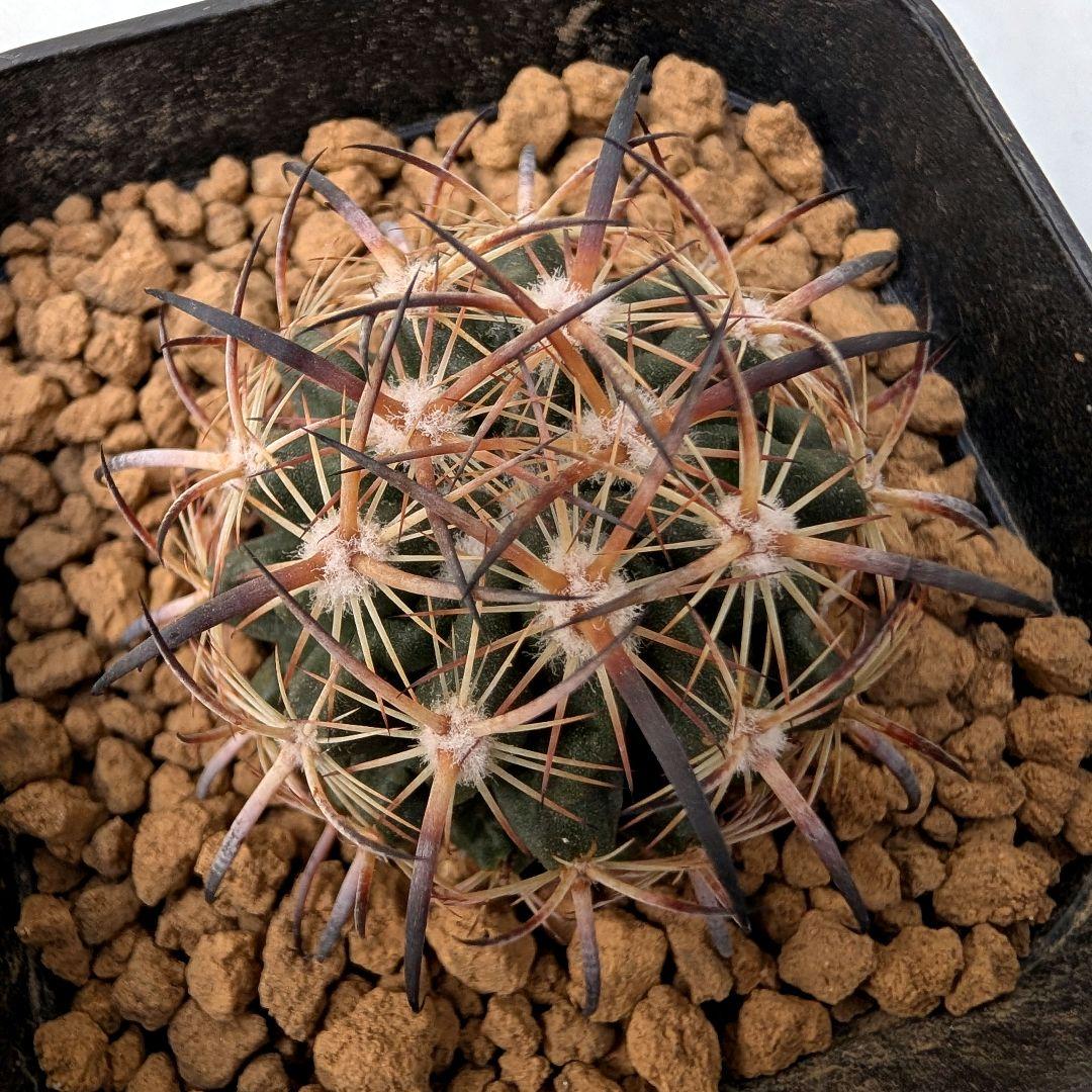 サボテン エキノマスタス属 虎爪玉(実生苗です)