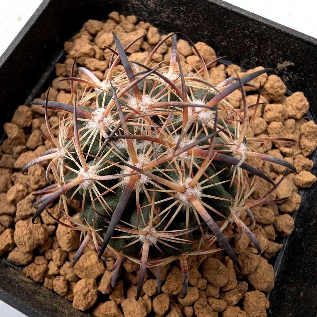 サボテン エキノマスタス属 虎爪玉(実生苗です)