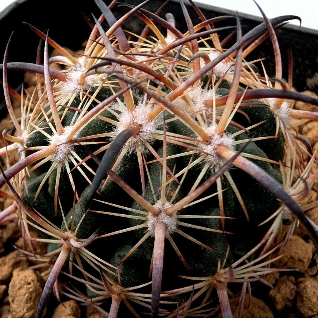 サボテン エキノマスタス属 虎爪玉(実生苗です)