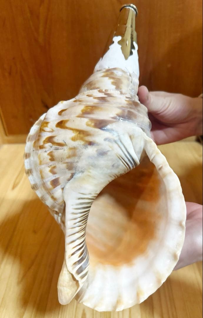 修験道法螺貝36㎝　山伏　密教　魔除け　熊よけ❣️ホラガイ　ほら貝