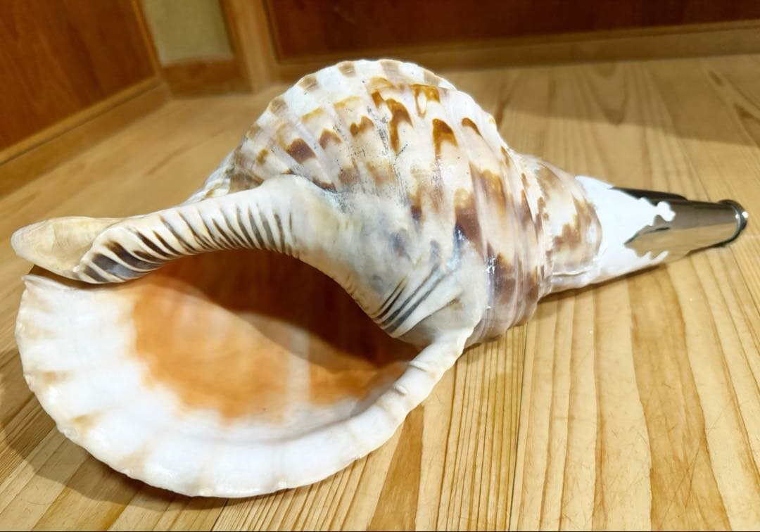 修験道法螺貝36㎝　山伏　密教　魔除け　熊よけ❣️ホラガイ　ほら貝