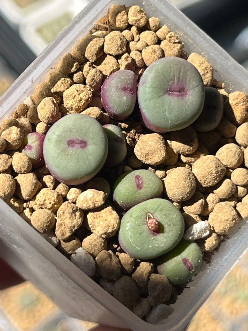 コノフィツム　pageae PV1380 実生苗　セット