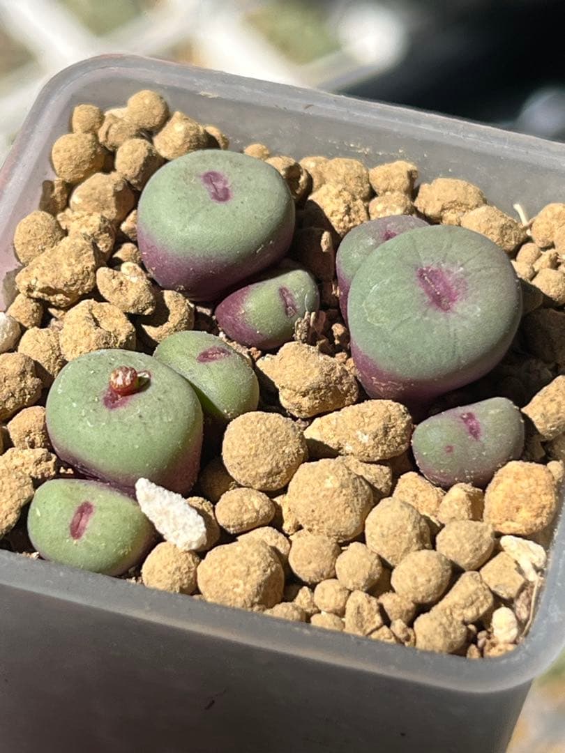 コノフィツム　pageae PV1380 実生苗　セット