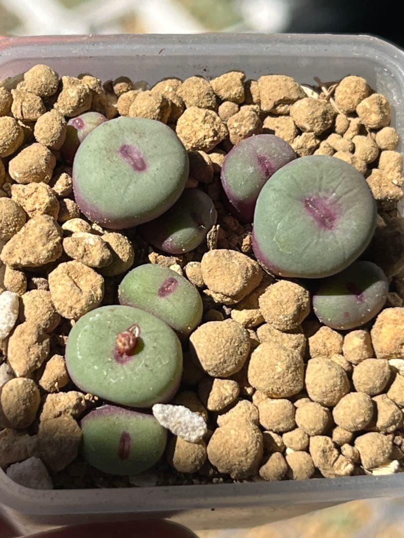 コノフィツム　pageae PV1380 実生苗　セット