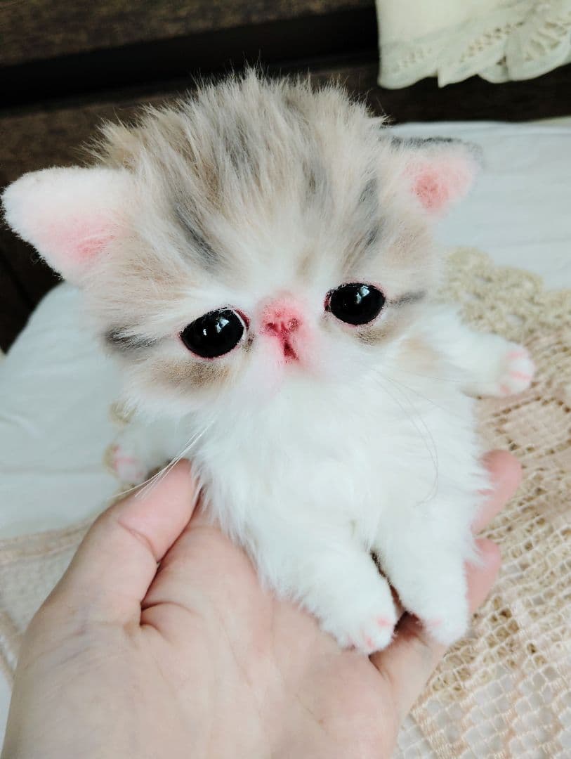 生後２週間♡エキゾチック♡幼猫♡子猫のミイコちゃん♡アートドール♡ぬいぐるみ♡