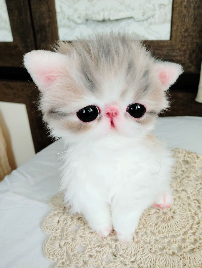 生後２週間♡エキゾチック♡幼猫♡子猫のミイコちゃん♡アートドール♡ぬいぐるみ♡