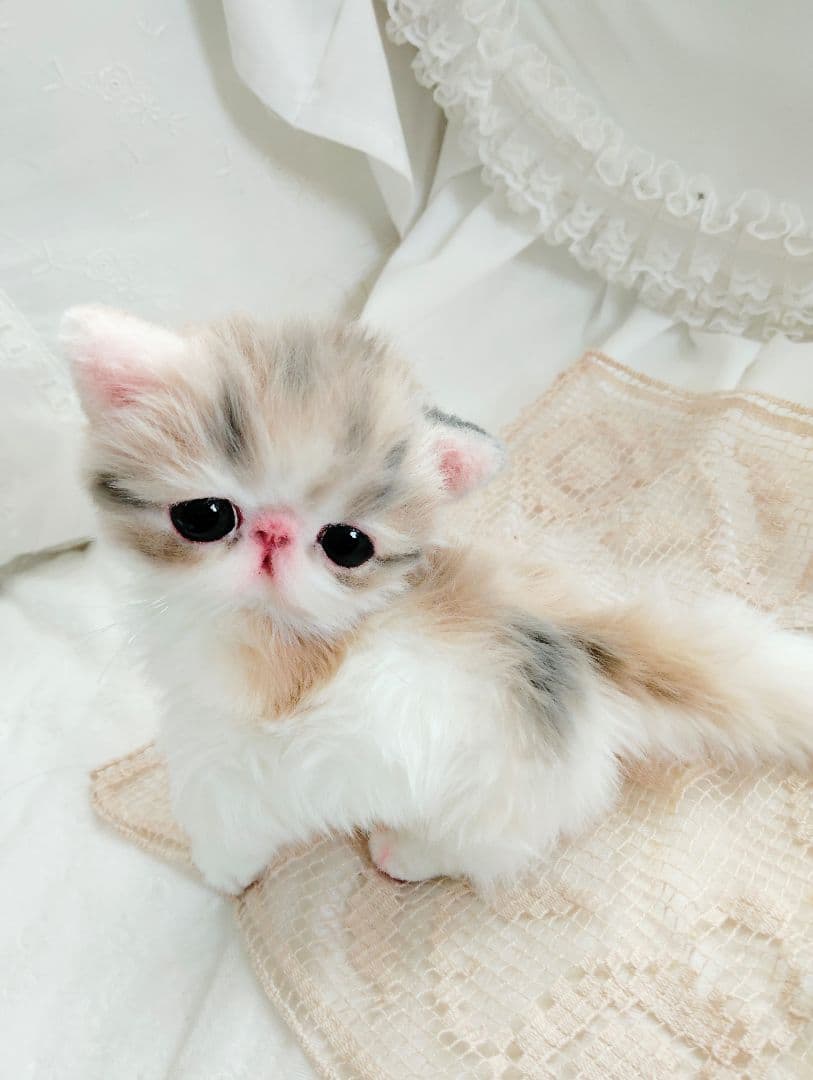 生後２週間♡エキゾチック♡幼猫♡子猫のミイコちゃん♡アートドール♡ぬいぐるみ♡