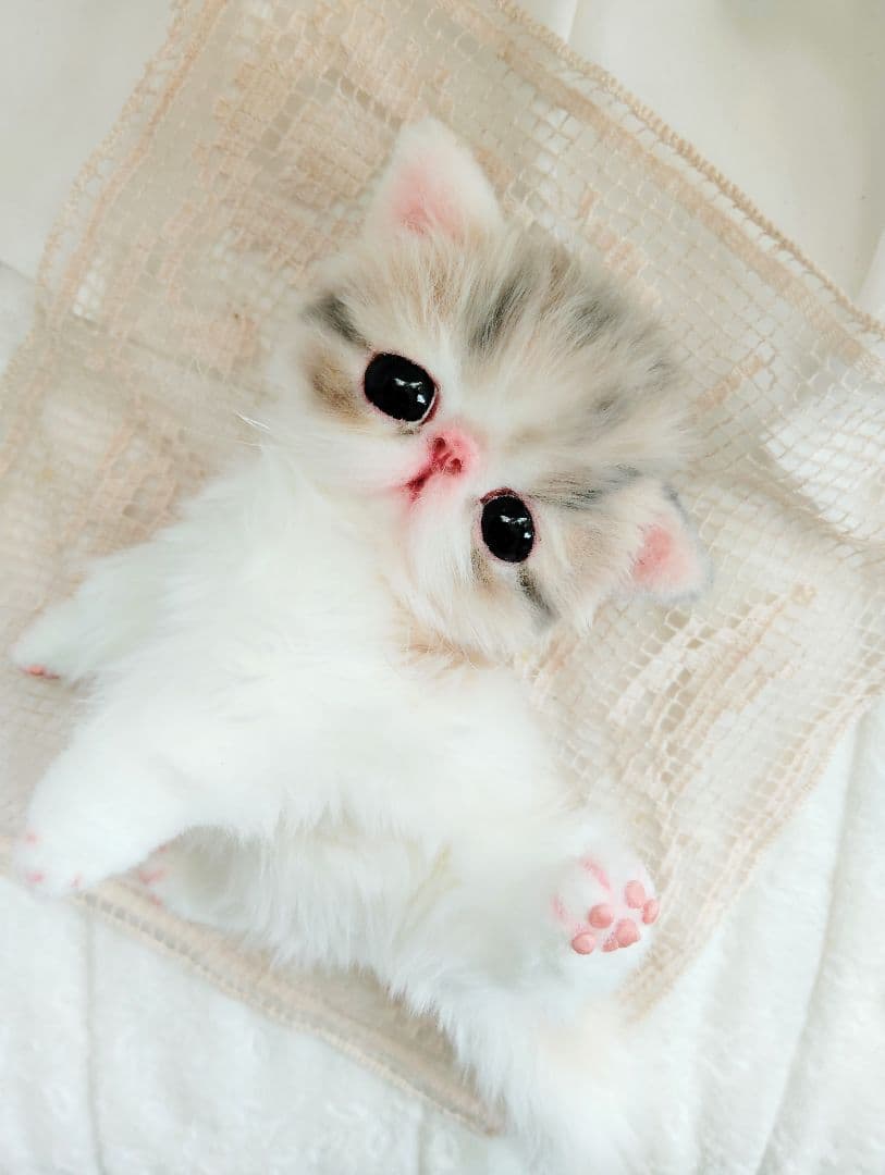 生後２週間♡エキゾチック♡幼猫♡子猫のミイコちゃん♡アートドール♡ぬいぐるみ♡