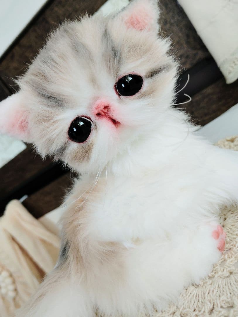 生後２週間♡エキゾチック♡幼猫♡子猫のミイコちゃん♡アートドール♡ぬいぐるみ♡