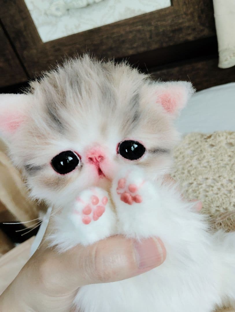 生後２週間♡エキゾチック♡幼猫♡子猫のミイコちゃん♡アートドール♡ぬいぐるみ♡