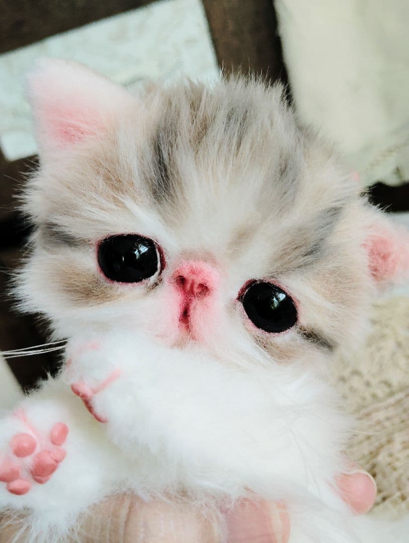 生後２週間♡エキゾチック♡幼猫♡子猫のミイコちゃん♡アートドール♡ぬいぐるみ♡