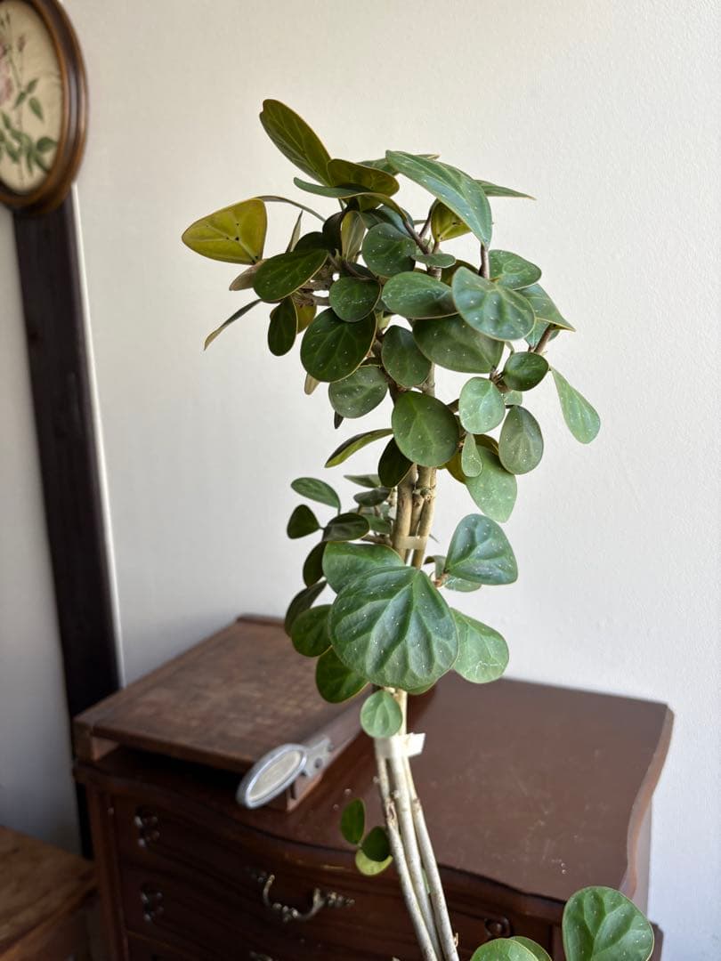 フィカス　ゴールド　小判菩提樹　6号鉢　曲がり