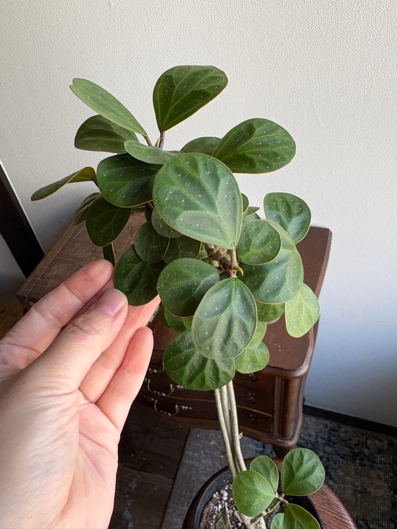 フィカス　ゴールド　小判菩提樹　6号鉢　曲がり