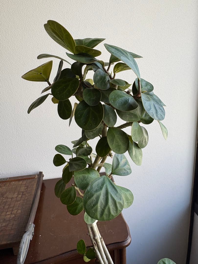 フィカス　ゴールド　小判菩提樹　6号鉢　曲がり