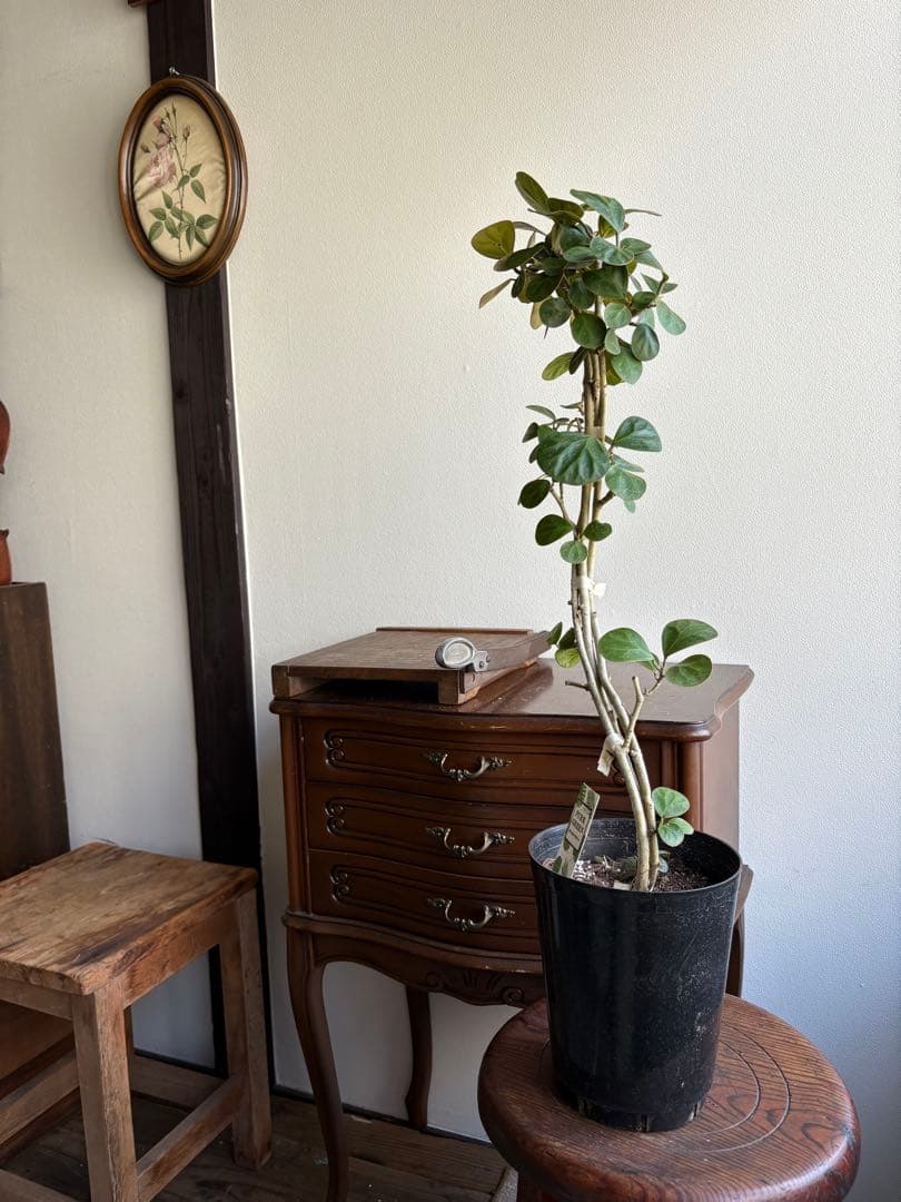 フィカス　ゴールド　小判菩提樹　6号鉢　曲がり