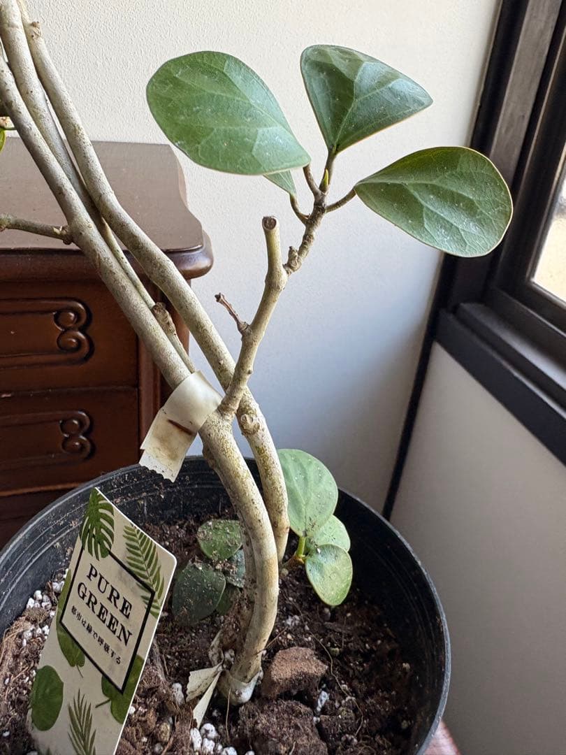 フィカス　ゴールド　小判菩提樹　6号鉢　曲がり