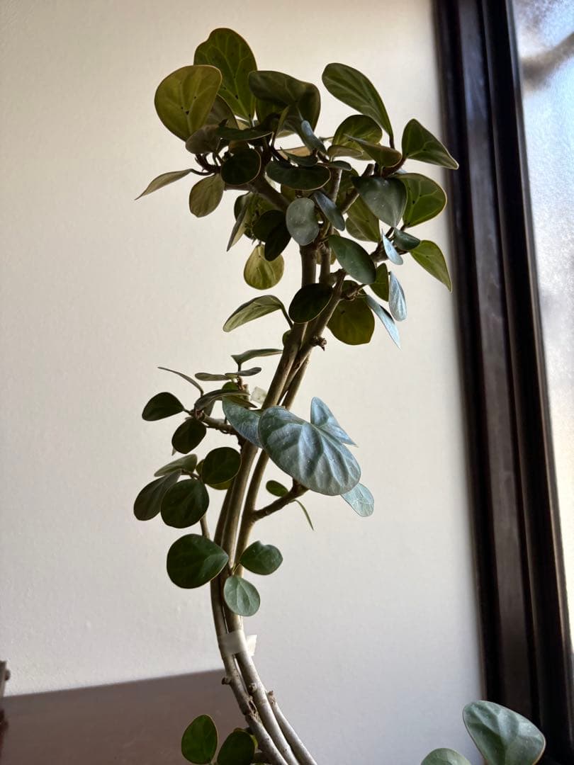 フィカス　ゴールド　小判菩提樹　6号鉢　曲がり