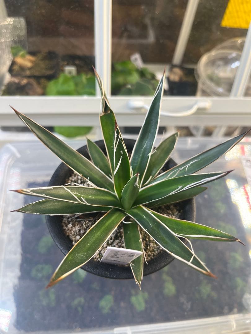 【最終価格】アガベ 5点セット 白鯨 赤猫 シジゲラ 笹の雪 王妃雷神錦