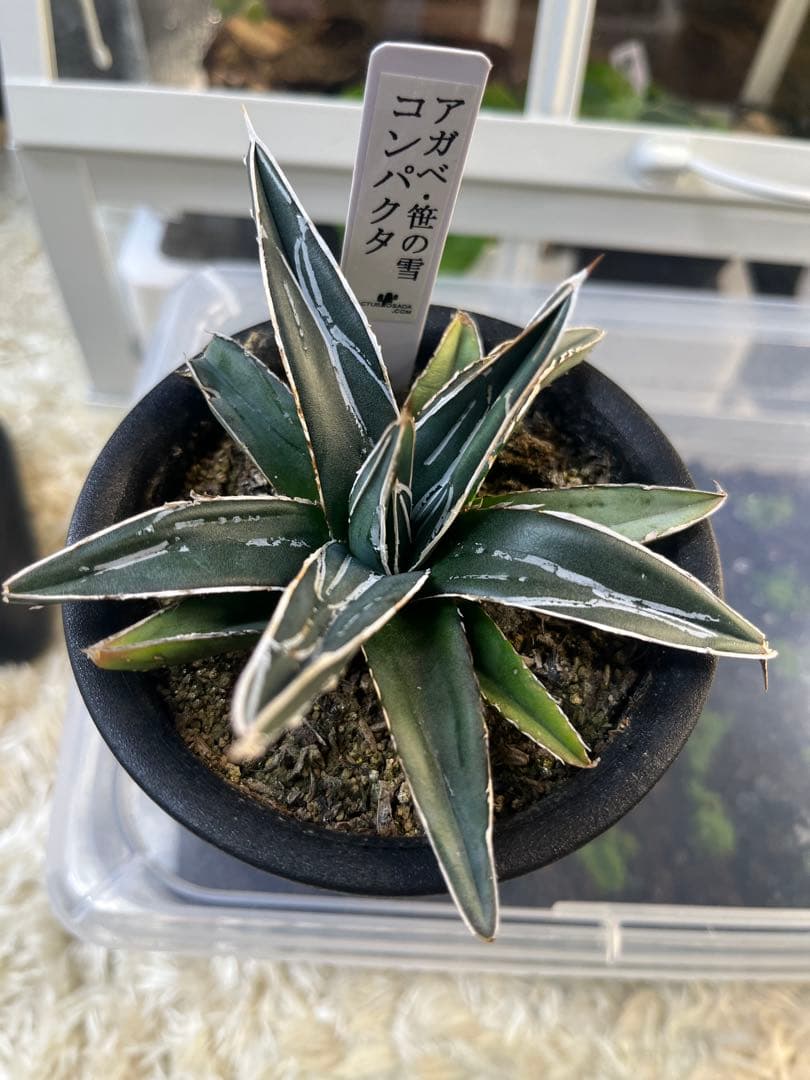 【最終価格】アガベ 5点セット 白鯨 赤猫 シジゲラ 笹の雪 王妃雷神錦