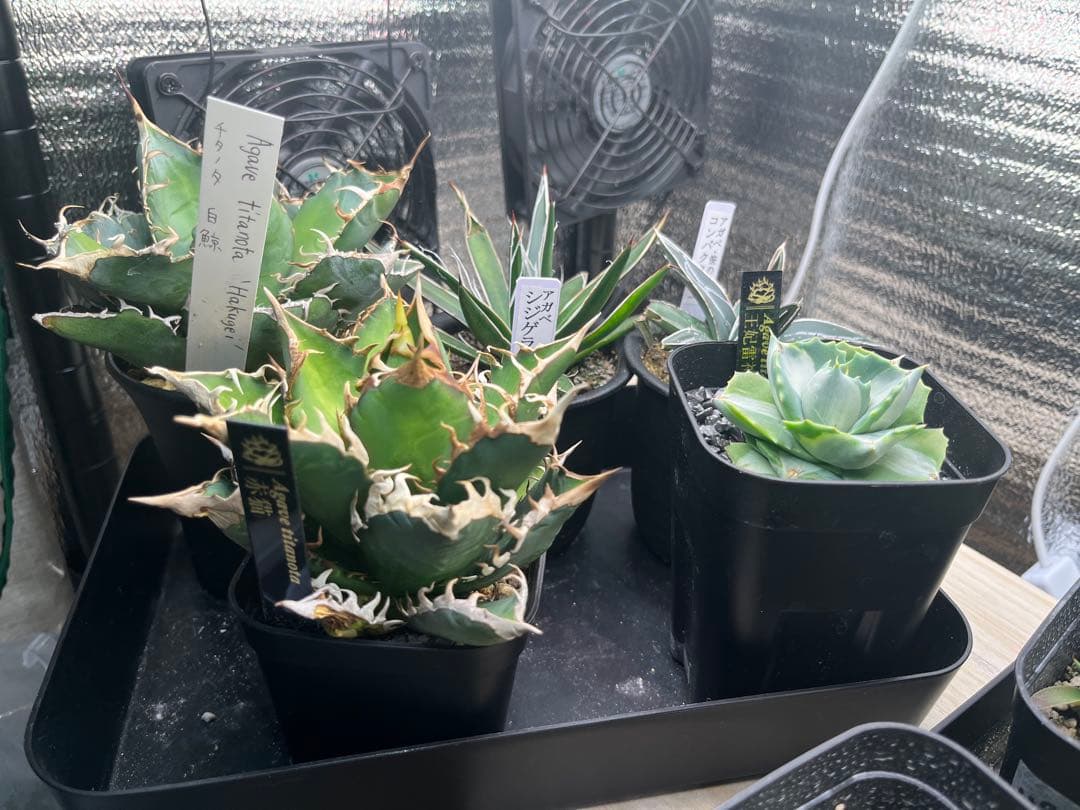 【最終価格】アガベ 5点セット 白鯨 赤猫 シジゲラ 笹の雪 王妃雷神錦