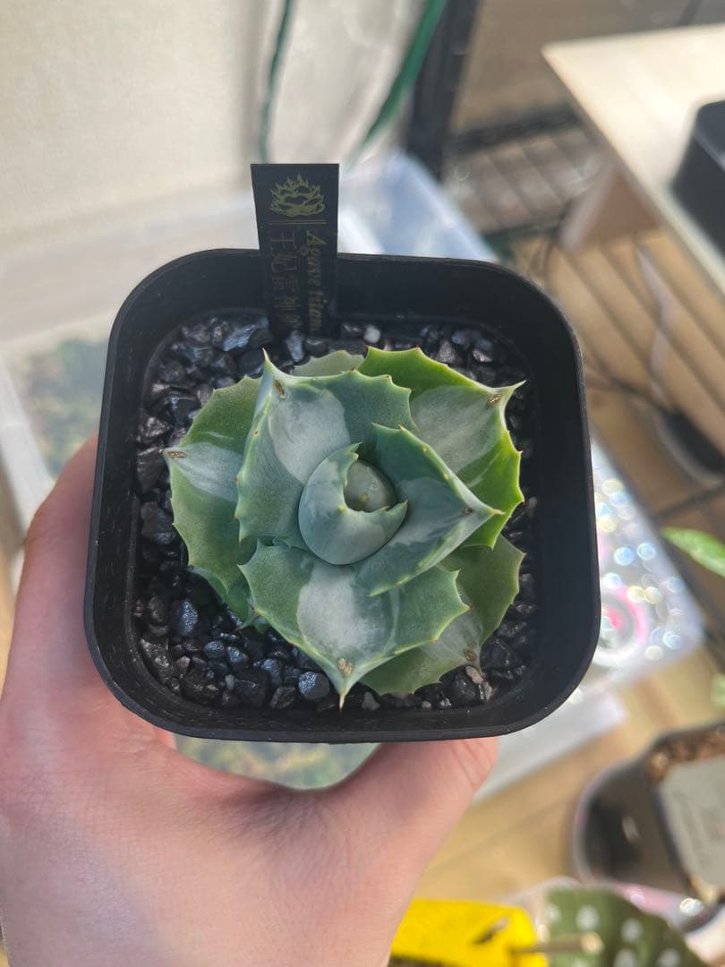 【最終価格】アガベ 5点セット 白鯨 赤猫 シジゲラ 笹の雪 王妃雷神錦