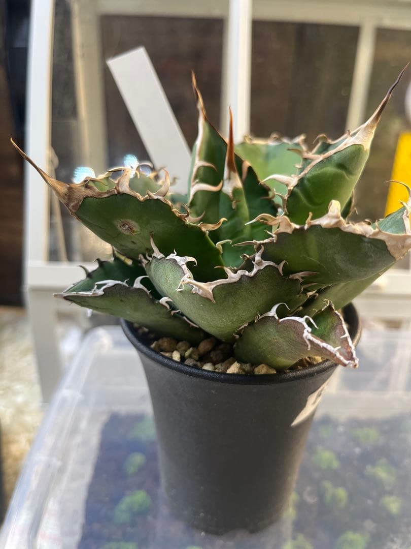 【最終価格】アガベ 5点セット 白鯨 赤猫 シジゲラ 笹の雪 王妃雷神錦