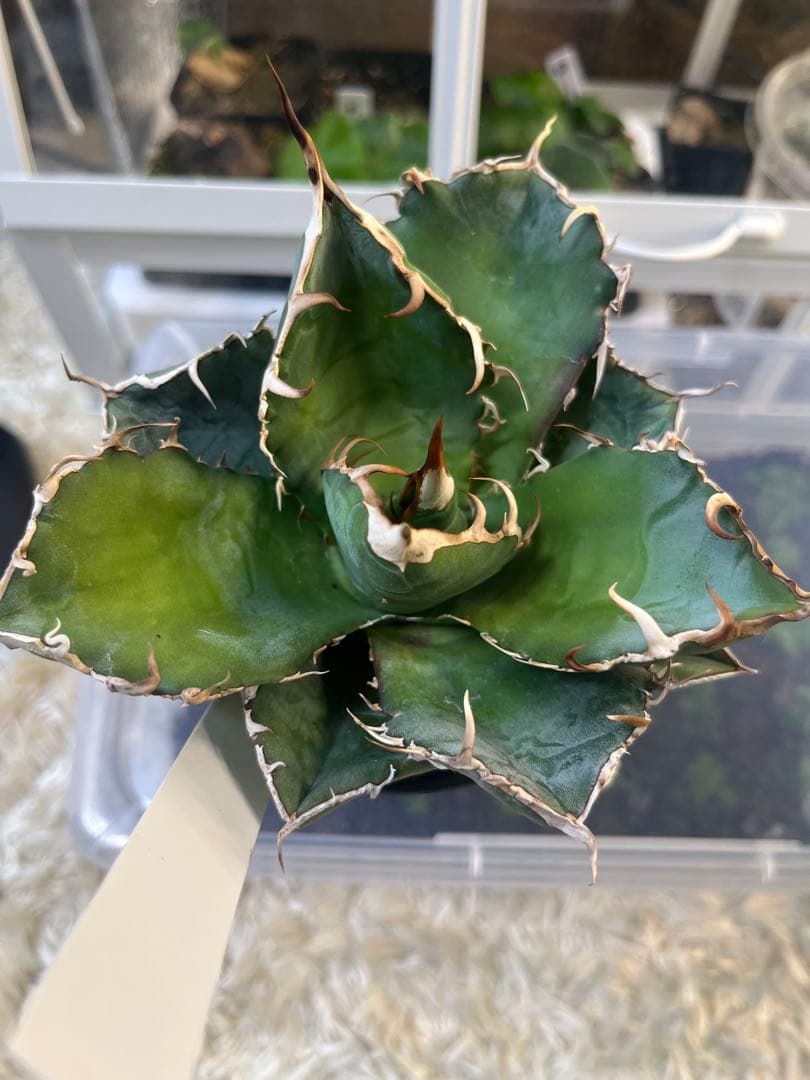 【最終価格】アガベ 5点セット 白鯨 赤猫 シジゲラ 笹の雪 王妃雷神錦