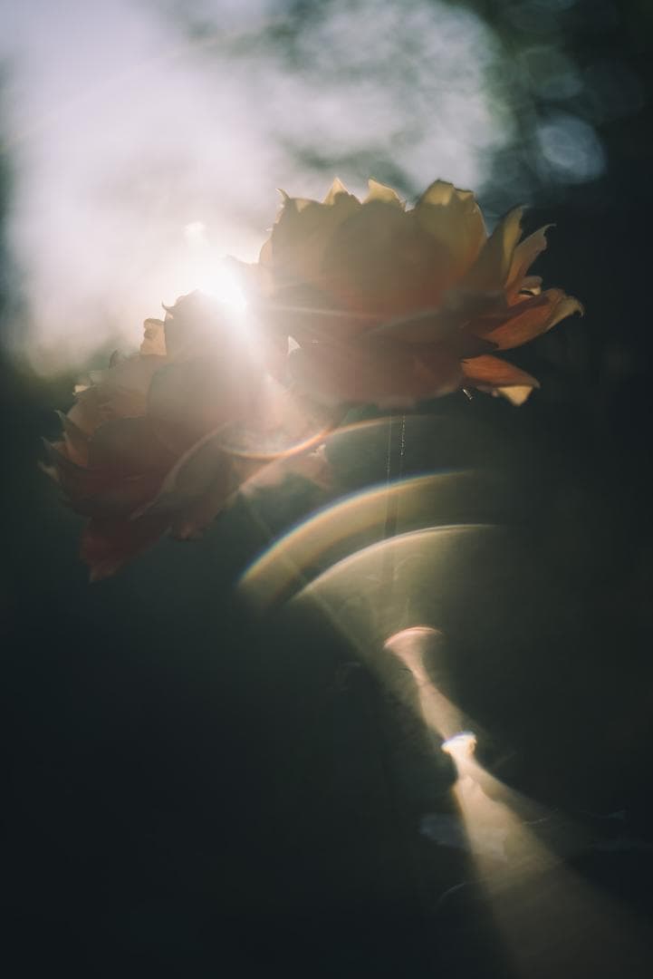 訳ありSALE！虹の出るライカの癖玉！Leica Summar 50mm F2