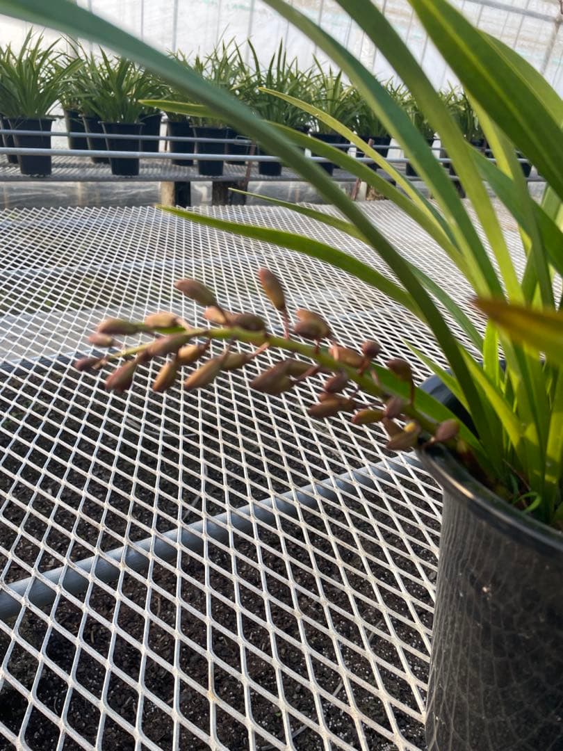 R8年キンリョウヘン花芽3本#31