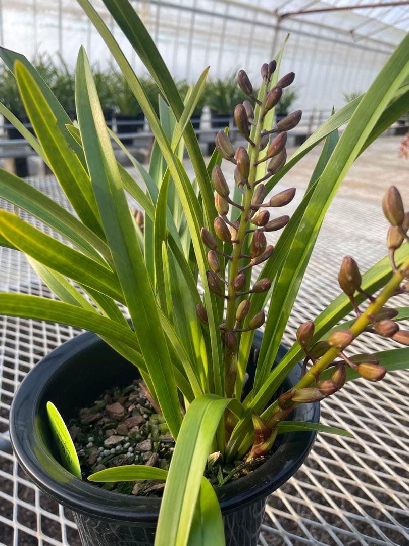 R8年キンリョウヘン花芽3本#31