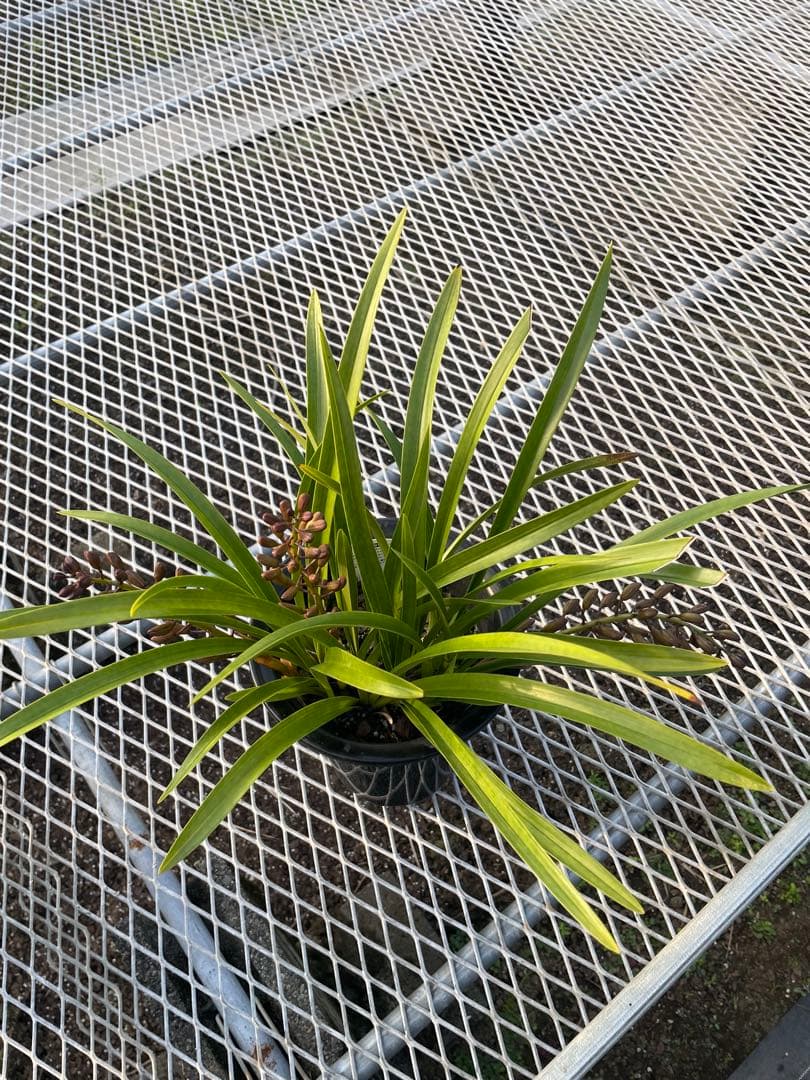 R8年キンリョウヘン花芽3本#31